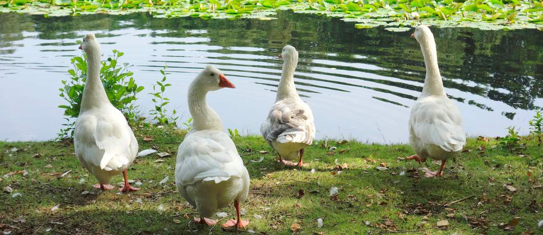 Vijver restaurant Rust Wat Blaricum (foto: Davides.nl)
