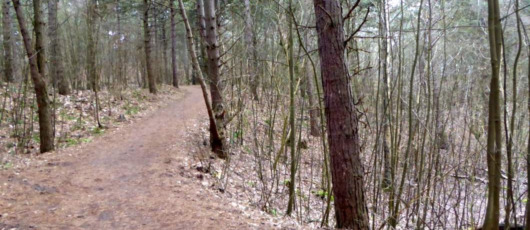 Bos bij de Wassenaarse slag