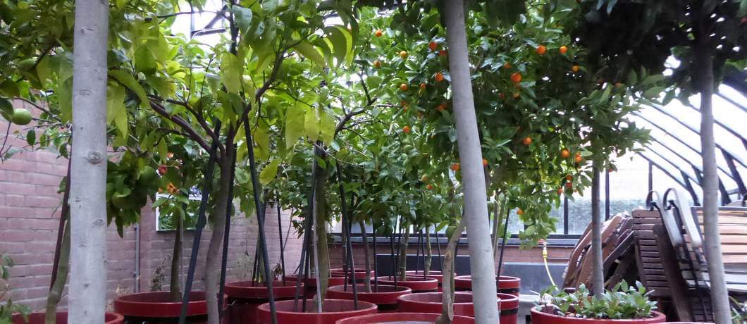 Citrusbomen met vruchten in de Tuin der Hesperiden