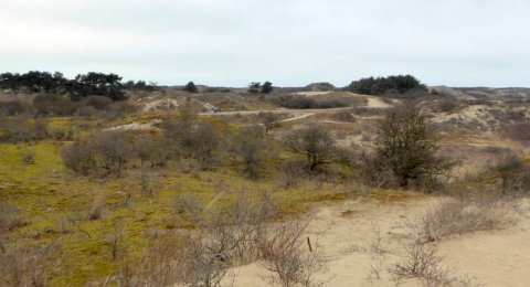 Wandelen door het weidse Hollands Duin bij Wassenaar