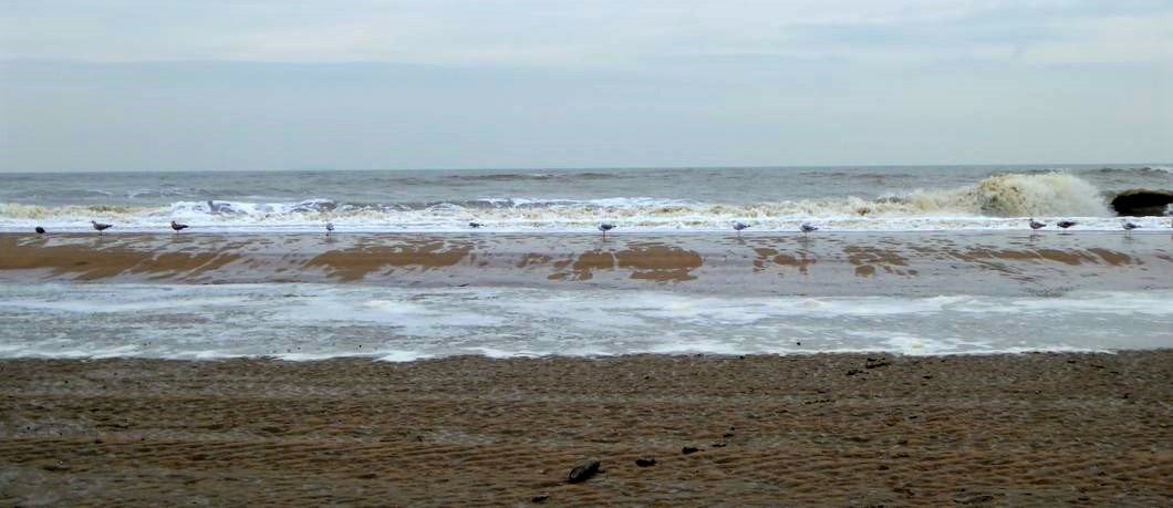 Meeuwen in de vloedlijn van het strand bij de Wassenaarseslag