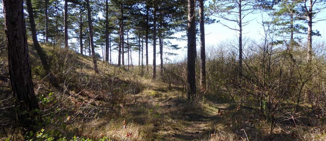Dennenbos aan Noordzeekant van Texel
