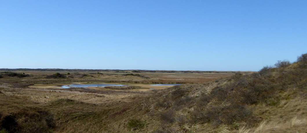 Duinmeertjes tijdens fietsen op Texel