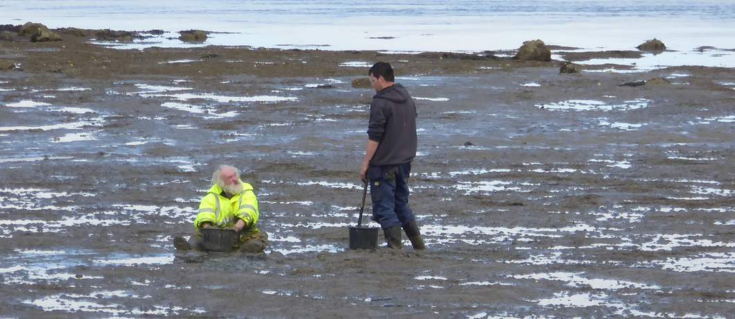 Kokkels rapen op het droogvallend wad op Texel