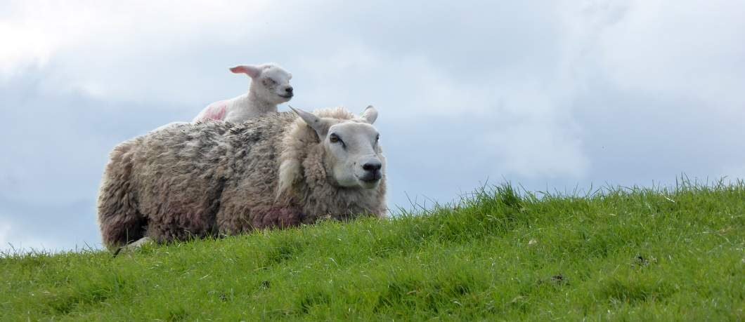 Lammetje bovenop zijn moeder op de Waddenzeedijk van Texel