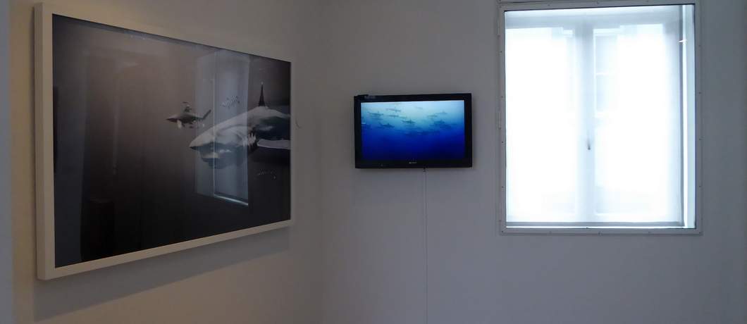 Haaien in de expositie van Taschen in Museum aan het Vrijthof