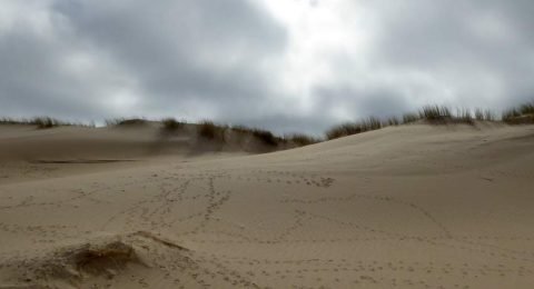 Woeste lucht en vogelpootjes in het duinzand