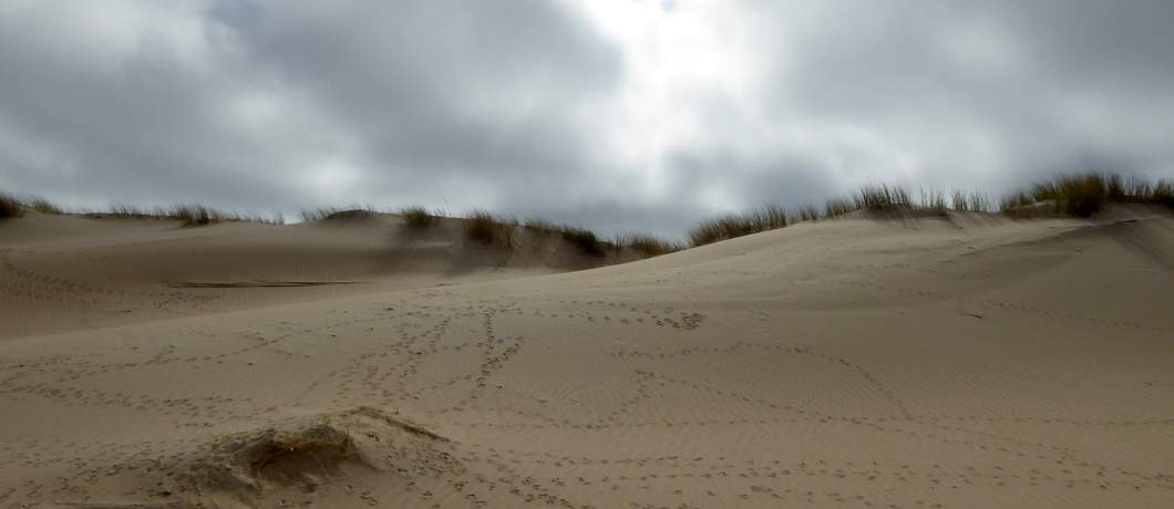 Woeste lucht en vogelpootjes in het duinzand