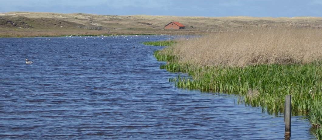 Duinmeertje tijdens het wandelen op Texel