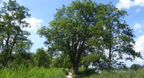 Wandelen tussen de Ankeveense Plassen door