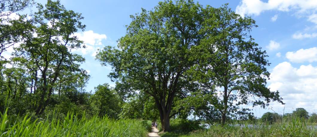 bergse-pad-wandelen-ankeveense-plassen-davides