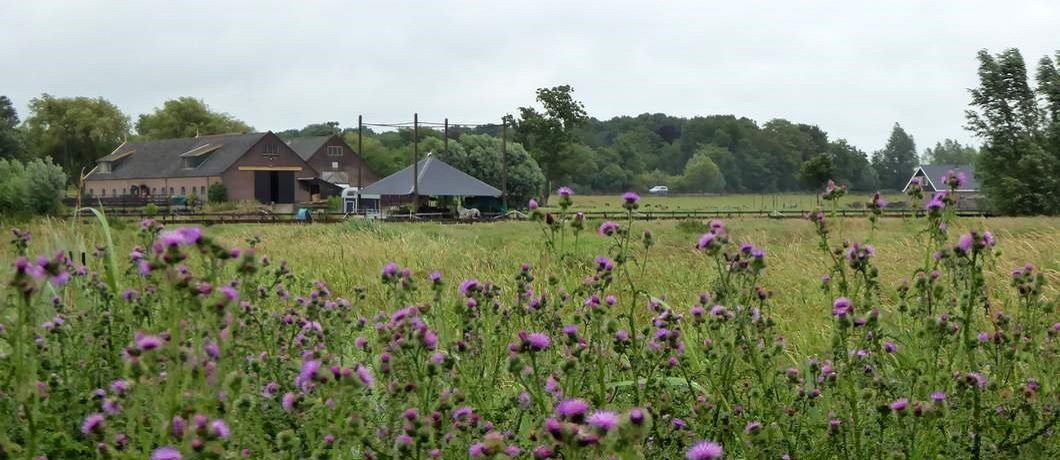 Boerderijen bij het fietsen door het Groene Hart