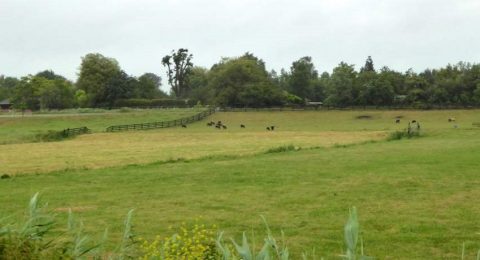 Fietsen door het weelderig Groene Hart vanuit Woerden