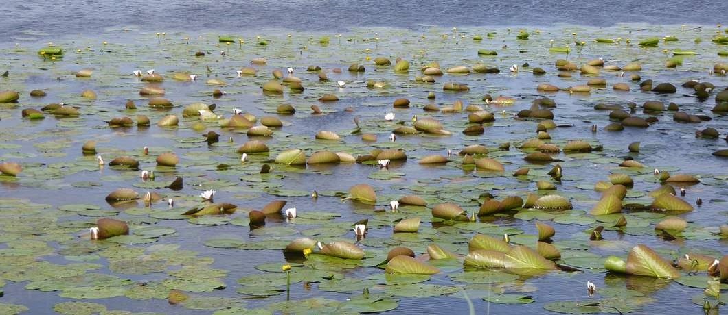 lelies-gele-plomp-ankeveense-plassen-davides