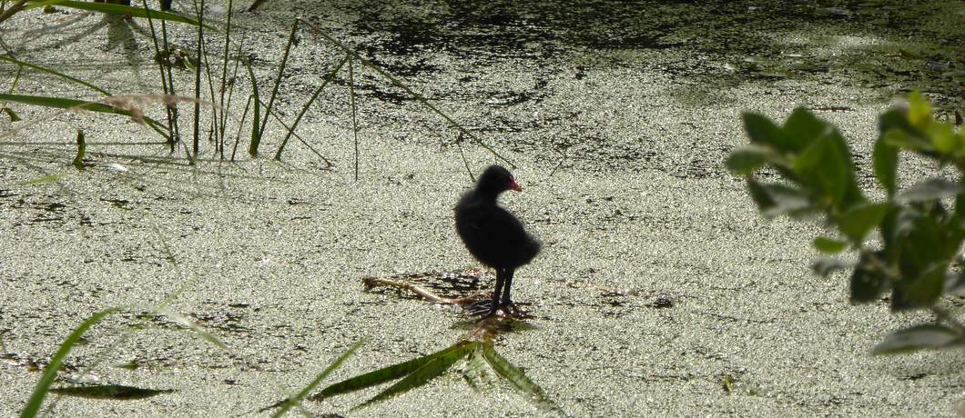 Meerkoetje tijdens het fietsen door het Groene Hart