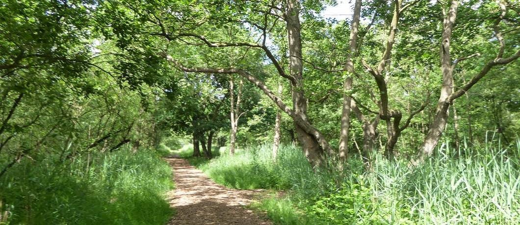 moerasbos-wandelen-ankeveense-plassen-davides