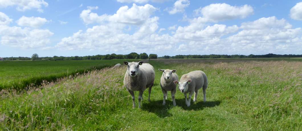 schapen-wandelen-ankeveense-plassen-davides