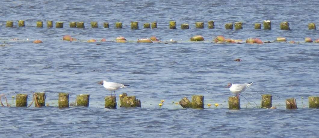 vogels-ankeveense-plassen-davides