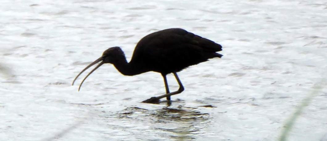 Zwarte ibis in natuurgebied de Groene Jonker