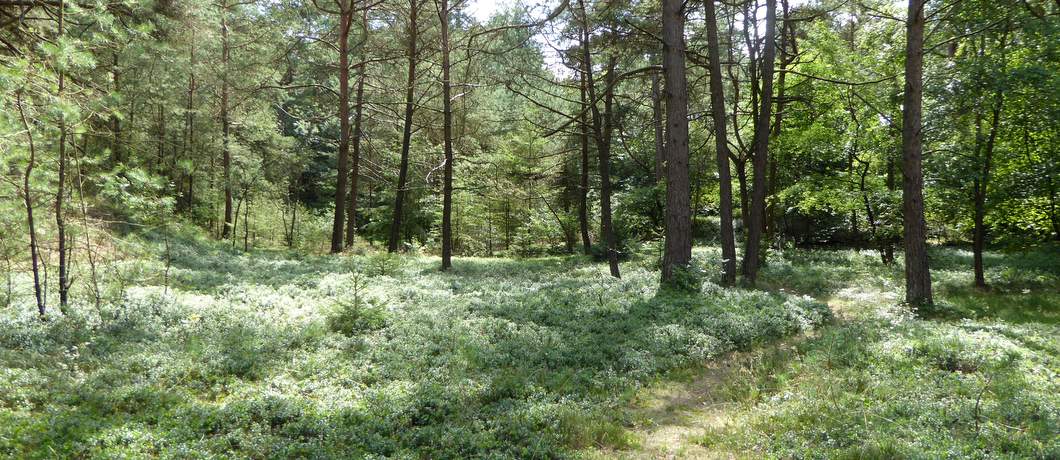 Heel veel bosbessen in de tuin van het vakantiehuis in Oude Willem