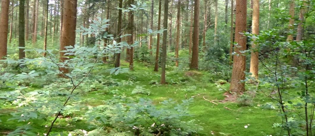 dennenbos in het Drents-Friese Wold