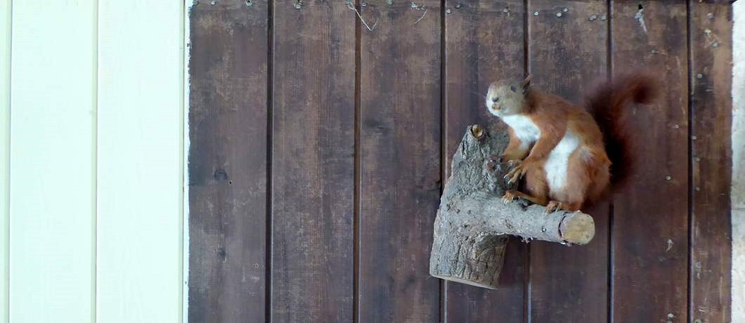 Opgezette eekhoorn bij De Witte Raaf