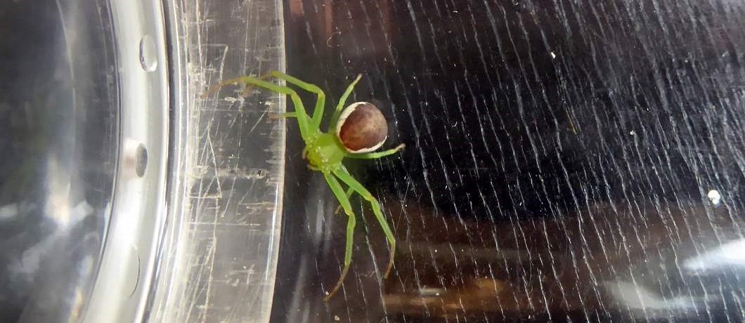 Onder alle dieren de Groene krabspin in de tuin van De Witte Raaf