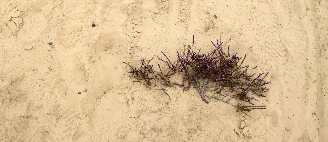 De heide begint te bloeien op de Kale Duinen