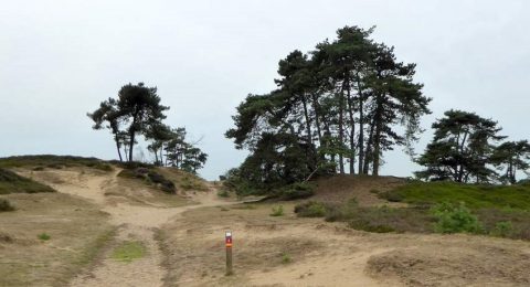 Wandelen in het Nationaal Park Drents-Friese Wold