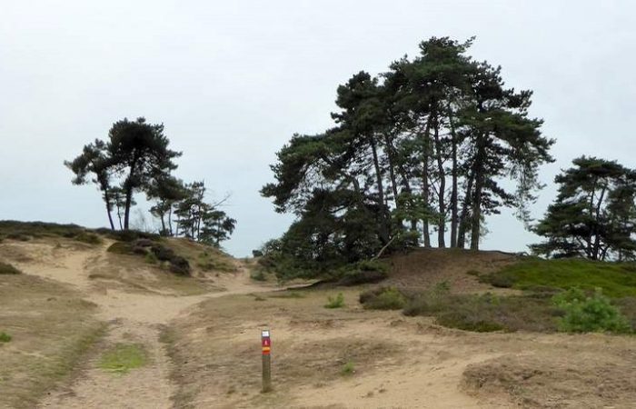 Kale Duinen in het Drents-Friese Wold