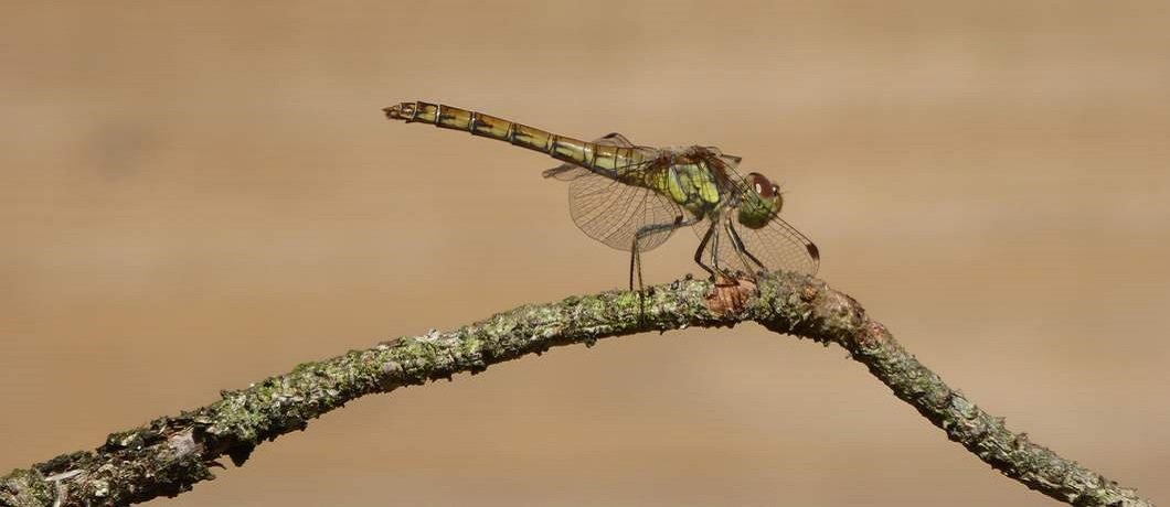 Een van de vele lilbelles in de tuin van De Witte Raaf