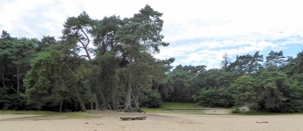 Open vlakte in het bos vlakbij Appelscha