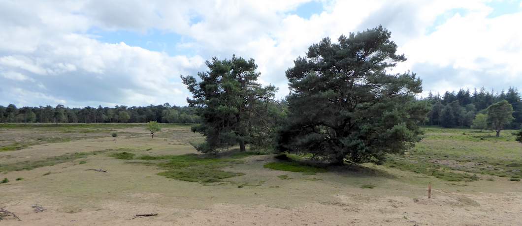 De hei van Oude Willem is aan de overkant van de bosweg
