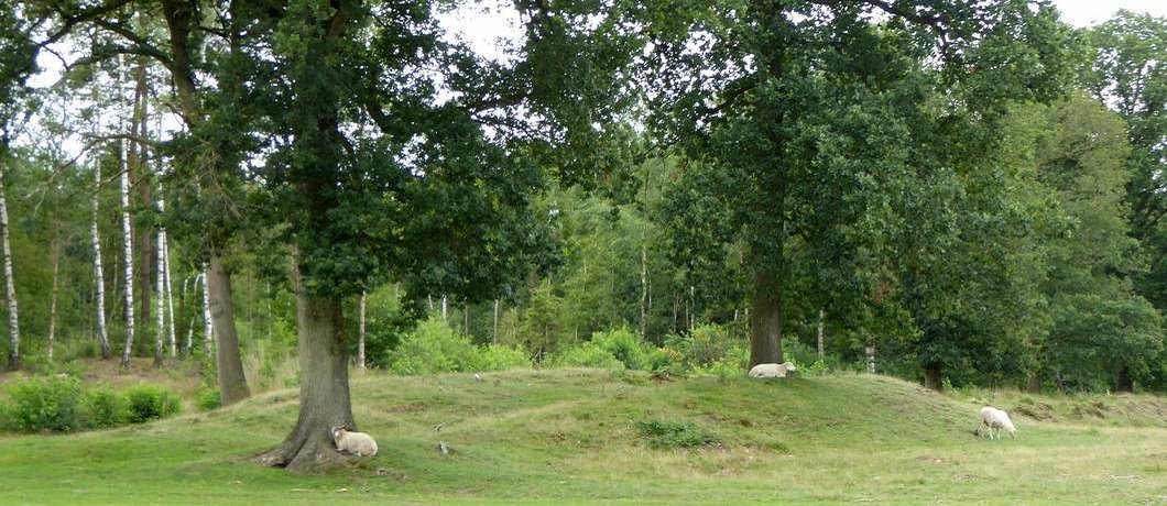 Schapen onder de bomen in het Drents-Friese Wold