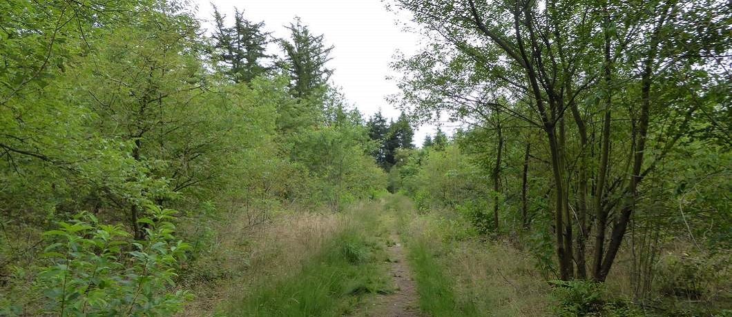 Struikgewas en weer een ander landschap in het Drents-Friese Wold