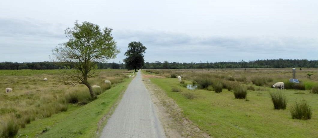 De vlakte van het Aekingerzand op de wandeling door het Drents-Friese Wold