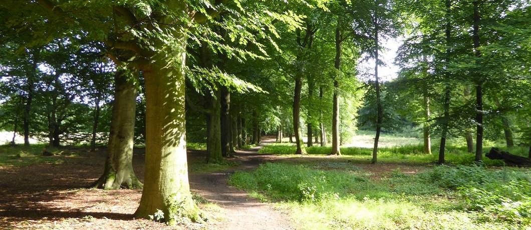 Kronkelende bomenlaan bij wandelen in het Gooi