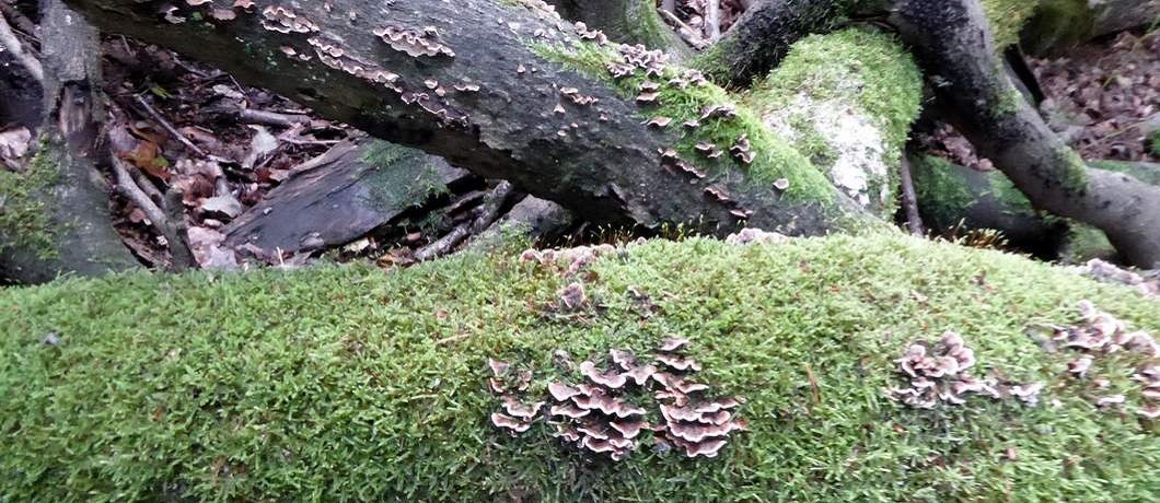 Paddenstoelen onderweg bij het wandelen door de Gooise natuur