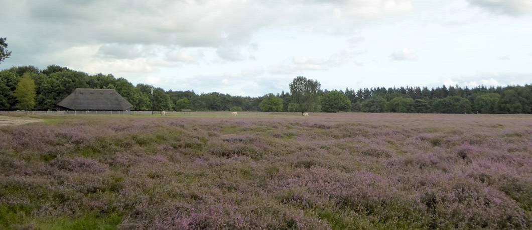 Schaapskooi bij de de Blaricummer- en Tafelbergheide