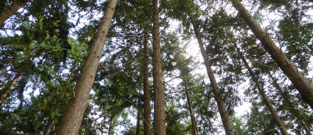 De dennenbomen lijken net sequoia's