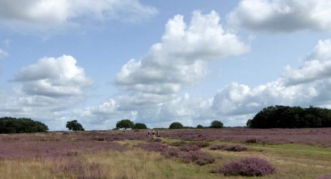 Wandelen in het ongerepte Gooi met de Trage Tocht Blaricum