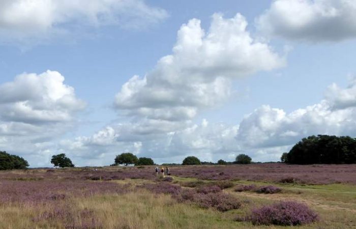 Wandelen over de Blaricummer- en Tafelbergheide