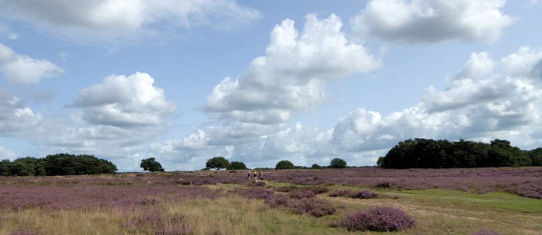 Wandelen over de Blaricummer- en Tafelbergheide