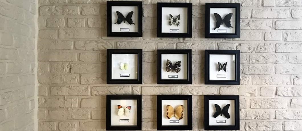 Exotische vlinders als decoratie in restaurant Ross Lovell