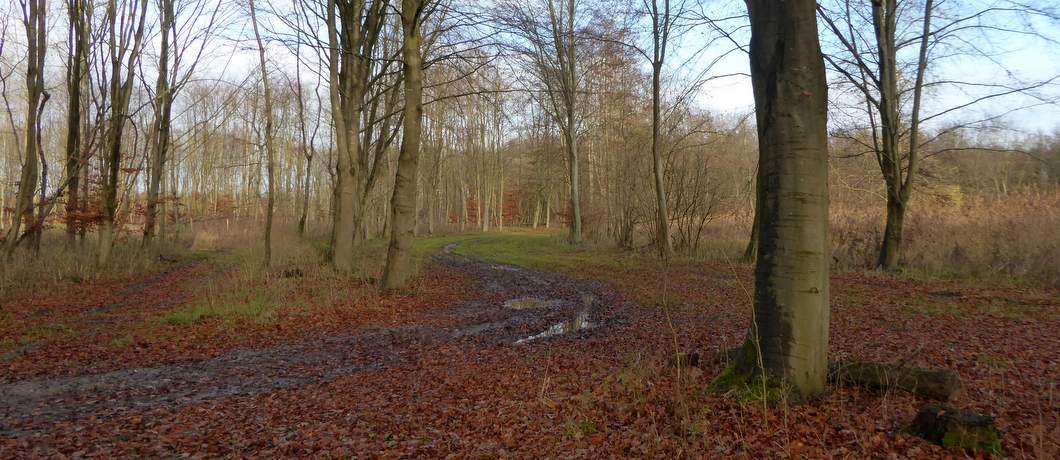 Rondlopende beukenlanen bij het Museumbospad