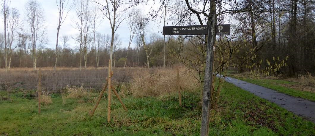 Wegwijzer naar de dikste populier van Almere