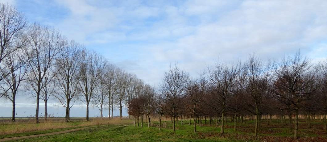 Oerlabyrint tijdens het wandelen over het Museumbospad