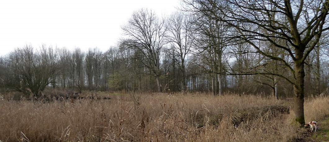 Poeltje met riet tijdens de wandeling over het Museumbospad