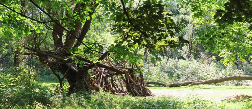 Bos waar je doorheen kunt struinen op het Eiland van Brienenoord