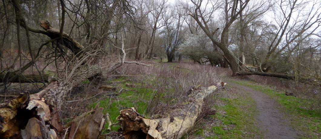 De eerste bloesems lopen al uit in het bos van het Eiland van Brienenoord